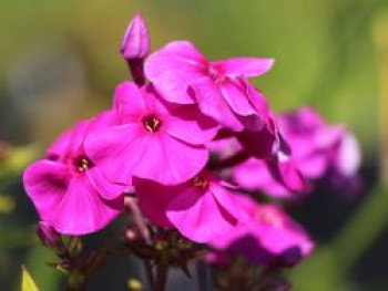 Gedrungene Flammenblume Flame-Serie 'Purple Flame', Phlox paniculata Flame-Serie 'Purple Flame', Topfware von Phlox paniculata Flame-Serie 'Purple Flame'