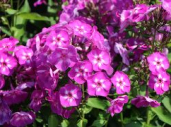 Hohe Flammenblume 'Purple Kiss', Phlox paniculata 'Purple Kiss', Topfware von Phlox paniculata 'Purple Kiss'
