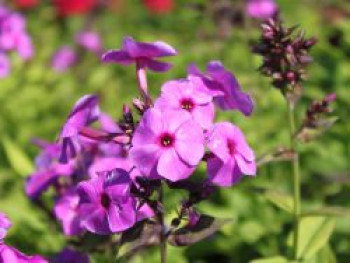 Hohe Flammenblume 'Purple Paradise', Phlox paniculata 'Purple Paradise', Topfware von Phlox paniculata 'Purple Paradise'