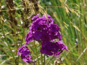 Hohe Flammenblume 'Purple Rain', Phlox paniculata 'Purple Rain', Topfware von Phlox paniculata 'Purple Rain'
