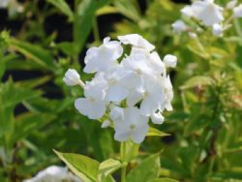 Hohe Flammenblume 'REMBRANDT' ®, Phlox paniculata 'REMBRANDT' ®, Topfware von Phlox paniculata 'REMBRANDT' ®