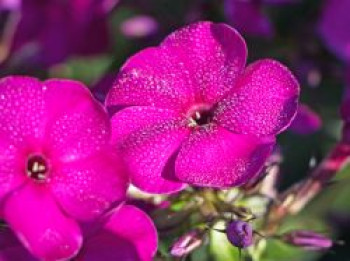 Hohe Flammenblume 'Raving Beauty', Phlox paniculata 'Raving Beauty', Topfware von Phlox paniculata 'Raving Beauty'
