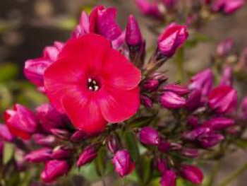 Flammenblume 'Red Flame', Phlox paniculata 'Red Flame', Topfware von Phlox paniculata 'Red Flame'