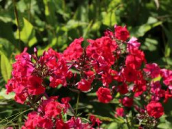 Hohe Flammenblume 'Red Riding Hood', Phlox paniculata 'Red Riding Hood', Topfware von Phlox paniculata 'Red Riding Hood'
