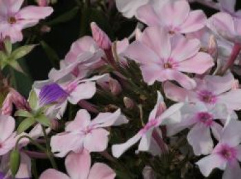 Hohe Flammenblume 'Rosa Pastell', Phlox paniculata 'Rosa Pastell', Topfware von Phlox paniculata 'Rosa Pastell'