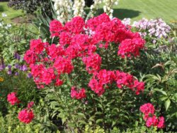 Hohe Flammenblume 'Starfire', Phlox paniculata 'Starfire', Topfware von Phlox paniculata 'Starfire'