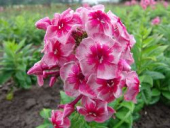 Hohe Flammenblume 'Stars and Stripes', Phlox paniculata 'Stars and Stripes', Topfware von Phlox paniculata 'Stars and Stripes'