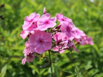 Hohe Flammenblume 'Sweet Summer Candy', Phlox paniculata 'Sweet Summer Candy', Topfware von Phlox paniculata 'Sweet Summer Candy'