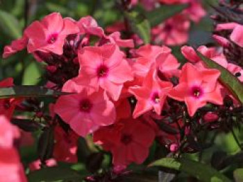 Hohe Flammenblume 'Sweet Summer Dream' ®, Phlox paniculata 'Sweet Summer Dream' ®, Topfware von Phlox paniculata 'Sweet Summer Dream' ®