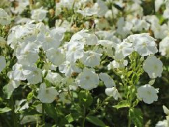 Hohe Flammenblume 'Sweet Summer Snow', Phlox paniculata 'Sweet Summer Snow', Topfware von Phlox paniculata 'Sweet Summer Snow'