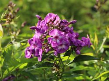 Hohe Flammenblume 'Sweet Summer Surprise', Phlox paniculata 'Sweet Summer Surprise', Topfware von Phlox paniculata 'Sweet Summer Surprise'