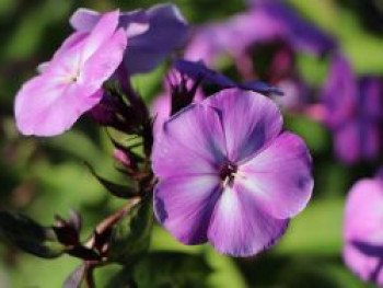 Hohe Flammenblume 'Sweet Summer Temptation', Phlox paniculata 'Sweet Summer Temptation', Topfware von Phlox paniculata 'Sweet Summer Temptation'