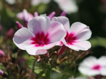 Hohe Flammenblume 'Swizzle', Phlox paniculata 'Swizzle', Topfware von Phlox paniculata 'Swizzle'