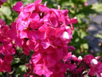Hohe Flammenblume 'Tenor', Phlox paniculata 'Tenor', Topfware von Phlox paniculata 'Tenor'