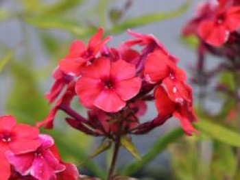 Hohe Flammenblume 'Tequila Sunrise' ®, Phlox paniculata 'Tequila Sunrise' ®, Topfware von Phlox paniculata 'Tequila Sunrise' ®