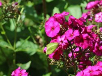 Hohe Flammenblume 'The King', Phlox paniculata 'The King', Topfware von Phlox paniculata 'The King'
