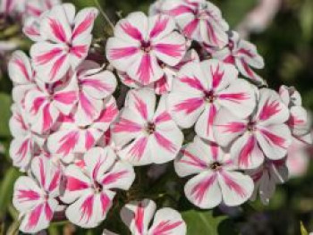 Hohe Flammenblume 'Twister', Phlox paniculata 'Twister', Topfware von Phlox paniculata 'Twister'