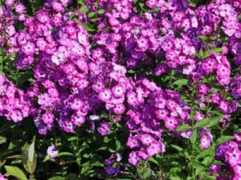 Hohe Flammenblume 'Uspech', Phlox paniculata 'Uspech', Containerware von Phlox paniculata 'Uspech'