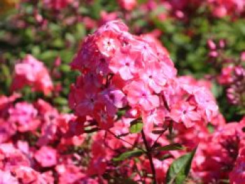 Hohe Flammenblume 'Watermelon Punch', Phlox paniculata 'Watermelon Punch', Topfware von Phlox paniculata 'Watermelon Punch'