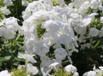 Hohe Flammenblume 'White Admiral', Phlox paniculata 'White Admiral', Topfware von Phlox paniculata 'White Admiral'