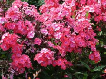 Hohe Flammenblume 'Windsor', Phlox paniculata 'Windsor', Topfware von Phlox paniculata 'Windsor'