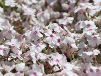 Teppich-Flammenblume 'Amazing Grace', Phlox subulata 'Amazing Grace', Topfware von Phlox subulata 'Amazing Grace'