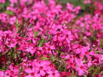 Teppich-Flammenblume 'Atropurpurea', Phlox subulata 'Atropurpurea', Topfware von Phlox subulata 'Atropurpurea'