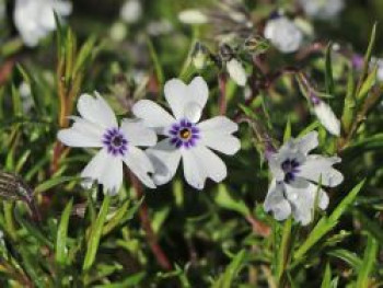 Teppich-Flammenblume 'Bavaria', Phlox subulata 'Bavaria', Topfware von Phlox subulata 'Bavaria'
