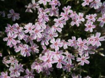 Teppich-Flammenblume 'Candy Stripes', Phlox subulata 'Candy Stripes', Containerware von Phlox subulata 'Candy Stripes'