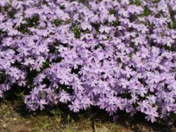 Teppich-Flammenblume 'Emerald Cushion Blue', Phlox subulata 'Emerald Cushion Blue', Topfware von Phlox subulata 'Emerald Cushion Blue'