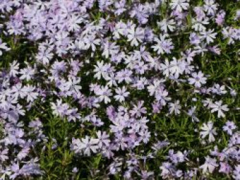 Teppich-Flammenblume 'Fabulous Blue Violet', Phlox subulata 'Fabulous Blue Violet', Topfware von Phlox subulata 'Fabulous Blue Violet'