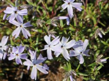 Teppich-Flammenblume 'G.F. Wilson', Phlox subulata 'G.F. Wilson', Topfware von Phlox subulata 'G.F. Wilson'