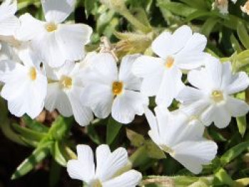 Teppich-Flammenblume 'Maischnee', Phlox subulata 'Maischnee', Topfware von Phlox subulata 'Maischnee'