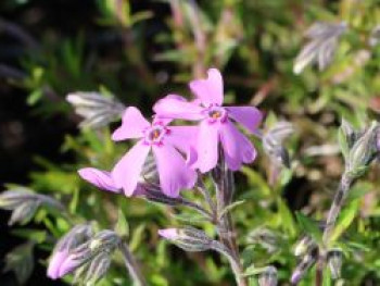 Teppich-Flammenblume 'Moerheimii', Phlox subulata 'Moerheimii', Topfware von Phlox subulata 'Moerheimii'