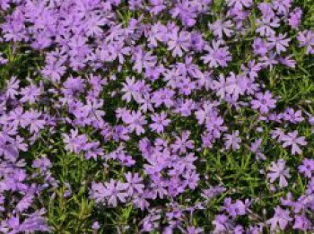 Teppich-Flammenblume 'Purple Beauty', Phlox subulata 'Purple Beauty', Topfware von Phlox subulata 'Purple Beauty'