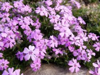 Teppich-Flammenblume 'Rosette', Phlox subulata 'Rosette', Topfware von Phlox subulata 'Rosette'