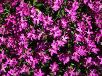 Teppich-Flammenblume 'Samson', Phlox subulata 'Samson', Topfware von Phlox subulata 'Samson'