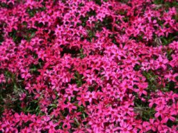 Teppich-Flammenblume 'Scarlet Flame', Phlox subulata 'Scarlet Flame', Topfware von Phlox subulata 'Scarlet Flame'