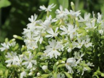 Teppich-Flammenblume 'Snowflake', Phlox subulata 'Snowflake', Topfware von Phlox subulata 'Snowflake'