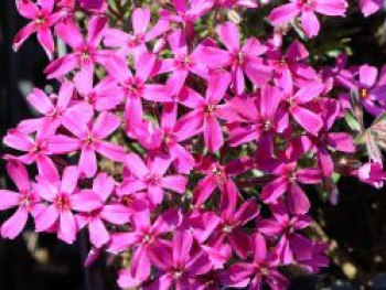 Teppich-Flammenblume 'Temiskaming', Phlox subulata 'Temiskaming', Topfware von Phlox subulata 'Temiskaming'