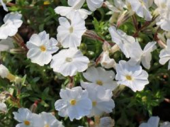 Teppich-Flammenblume 'White Delight', Phlox subulata 'White Delight', Topfware von Phlox subulata 'White Delight'
