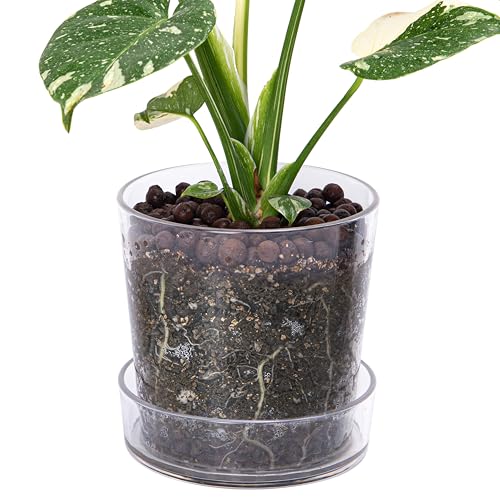Phoenix Vine 16.5 cm Transparenter Acryl-Pflanztopf mit Tablett, Orchideentopf mit Drainagelöchern, tiefer Untersetzer für Bodenbewässerung, transparente Behälter für Zimmerpflanzen, Kräuter, 1er Set, von Phoenix Vine