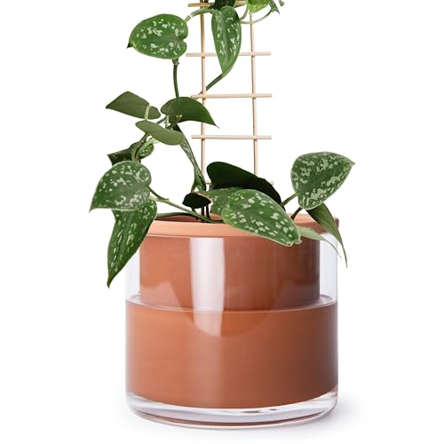 Phoenix Vine 51-A-F-1 Selbstbewässernder Pflanzentopf, Design Terrakotta-Topf für Pflanzen, Zylinder-Terrakotta-Pflanzgefäß mit Glasvase, 15,2 cm von Phoenix Vine