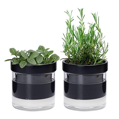 Phoenix Vine 10,2 cm selbstbewässernder Pflanztopf aus schwarzem Terrakotta-Ton, mit Glasspeicher für Zimmerpflanzen, Kräuter, Blumen, 2er-Set, 52-C-E-2 von Phoenix Vine