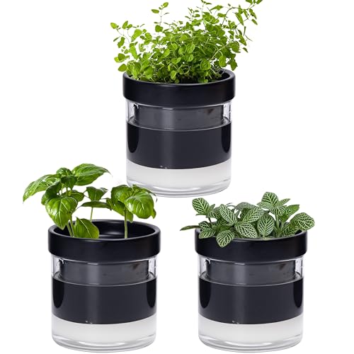 Phoenix Vine 10,2 cm selbstbewässernder Pflanztopf aus schwarzem Terrakotta-Ton, mit Glasspeicher für Zimmerpflanzen, Kräuter, Blumen, 3er-Set, 52-C-E-3 von Phoenix Vine