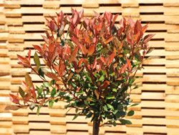 Glanzmispel 'Chico', 10-20 cm, Photinia fraseri 'Chico', Containerware von Photinia fraseri 'Chico'