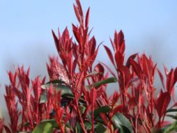 Rotlaubige Glanzmispel 'Devil's Dream' ®, 40-60 cm, Photinia fraseri 'Devil's Dream' ®, Containerware von Photinia fraseri 'Devil's Dream' ®