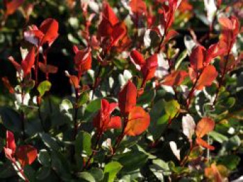 Glanzmispel 'Little Red Robin', 10-30 cm, Photinia fraseri 'Little Red Robin', Topfware von Photinia fraseri 'Little Red Robin'