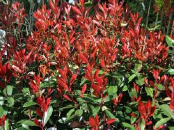 Rote Glanzmispel 'Red Robin', 60-100 cm, Photinia x fraseri 'Red Robin', Containerware Rote Glanzmispel 'Red Robin', 60-100 cm, Photinia x fraseri 'Red Robin', Containerware von Photinia x fraseri 'Red Robin'