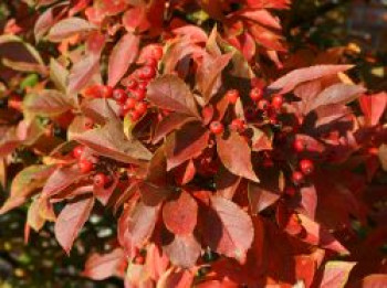 Scharlach Glanzblattmispel, 60-100 cm, Photinia villosa, Containerware von Photinia villosa
